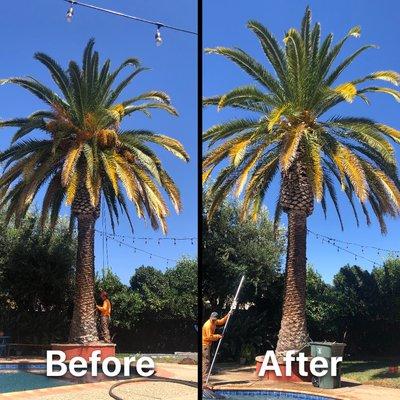 Cleaning up Canary Island date palm