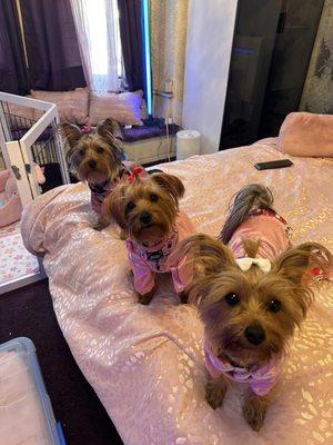 My 7 Yorkies