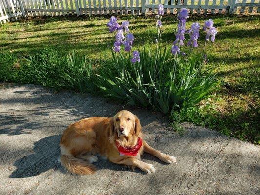 Golden girl posing with Bearded Iris in the fenced front yard on a lovely Spring day at Maplecrest !