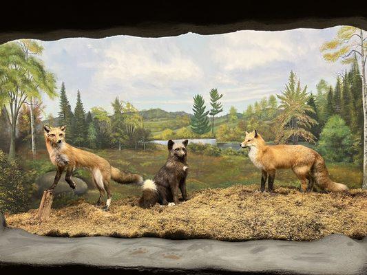 Taxidermy foxes