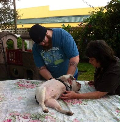 Bulldog receiving chiropractic care