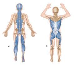 Nurturing this Posterior Chain is a vital component to gaining control of your health.