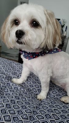 Lola's new haircut for the 4th of July. And a cool scarf