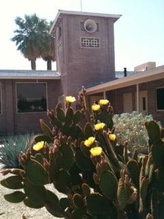 Spring in the Desert at Borrego Cumc.