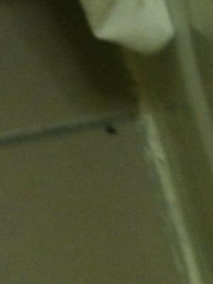 Dead fly on floor inside restroom upon check in