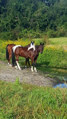 Some of the boys, relaxing near the stream.