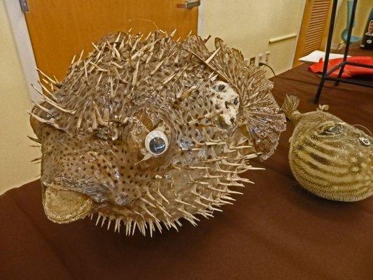 Puffer Fish