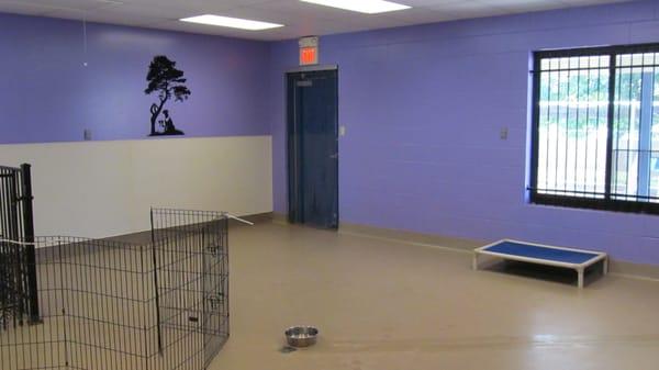 Doggie Daycare Room