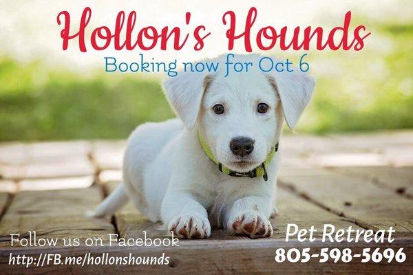 Hollon's Hounds