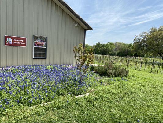 Storefront wildflowers