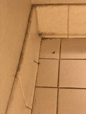 Bathroom floor