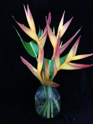 www.flowersfromhawaii.biz 1-866-982-8322