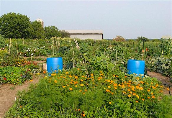 Community Garden established by The Town in partnership with Brighton Rotary, Historic Brighton, and the Allyn's Creek Garden Club.