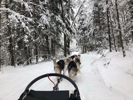 Peacepups Sledding