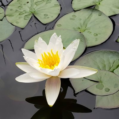 Lily pond in the front garden