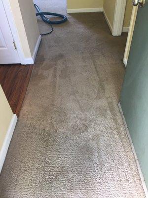 Previously, there were crazy spots and dark stains throughout. Looks almost new for a VERY worn carpet.