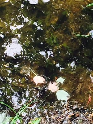 Tadpoles in the pond