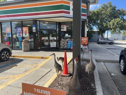 7-Eleven