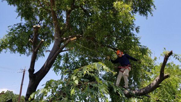 Topping Hackberry tree for purposes of a clear visual site from  highway to billboard and beyond.