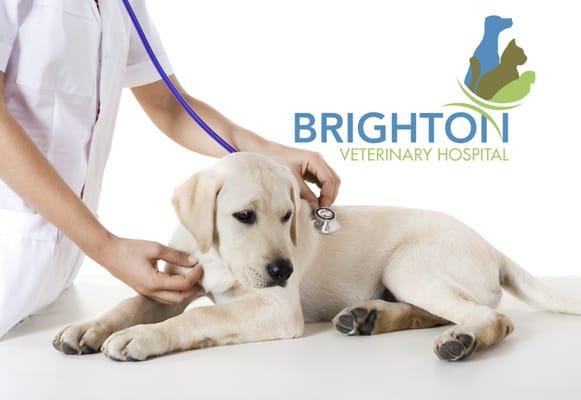 Contact us today at 651-636-1063 to make an appointment, or find us online at www.brightonvethospital.com for more information.