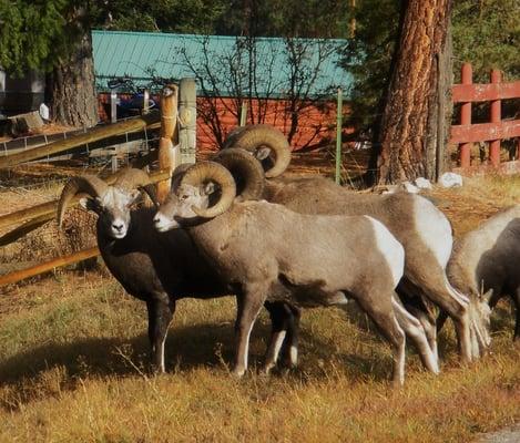 Big Horn Sheep on the road to the cabin.