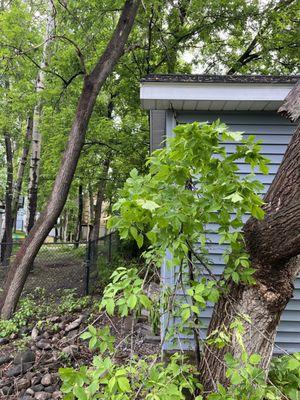 Broken tree in my yard