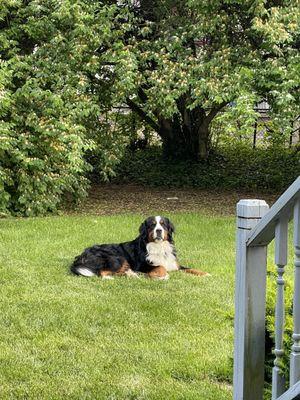 Bernese Mountain Dog