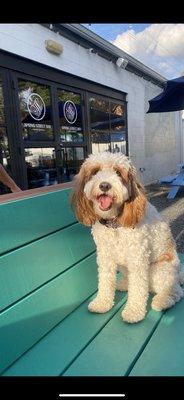 Great patio for dogs and babies!