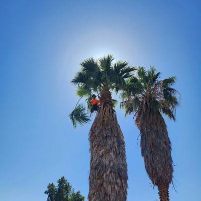 Cleaning a fan palm