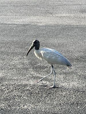 Wood Stork