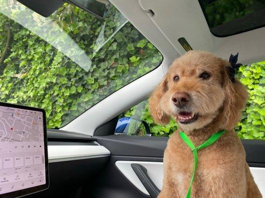 Chewie just after his last groom. Doesn't this "geriatric" pup look young and gorgeous after his trim up?!