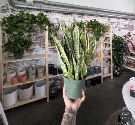 Come by today and get a beautiful snake plant for your apartment. Low maintenance and easy to take care of.