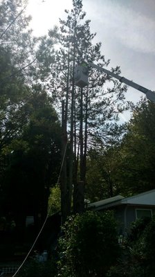 Tree work and removal