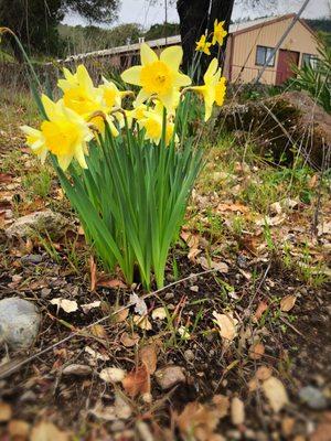 Daffodils