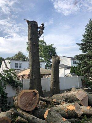 Almost done, huge oak removals