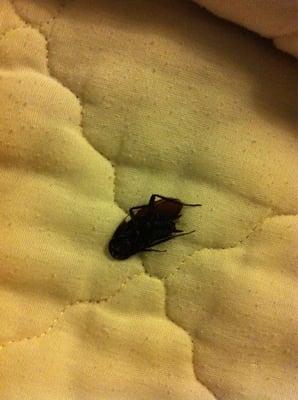 Dead roach on inside of comforter.