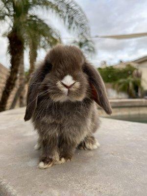 Blue eyed Vienna marked chocolate marten otter holland lop , whew that's a long name !