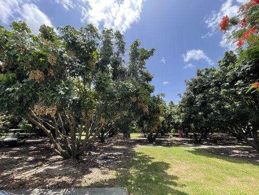 Lots of fruit trees