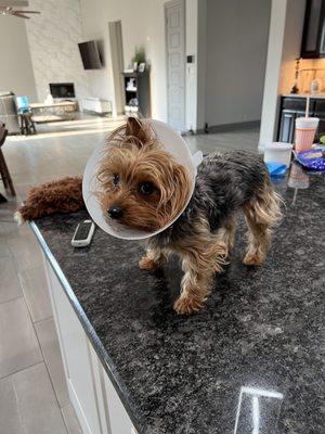 Yorkie in a cone.