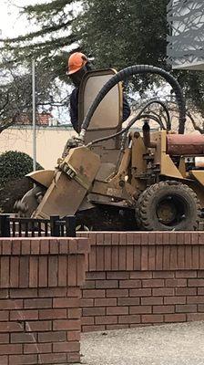 Gaven With Pro Stump Grinding  604-9940