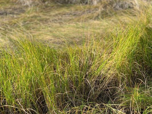 Grass for nesting.