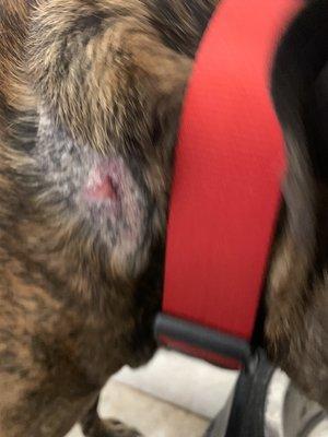 Injury of my dog