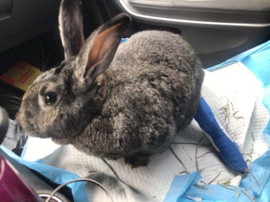 Arjun Bunny with his foot in a cast.