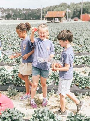 Strawberry Picking