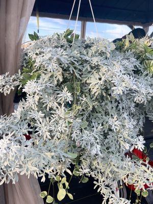 Hanging baskets