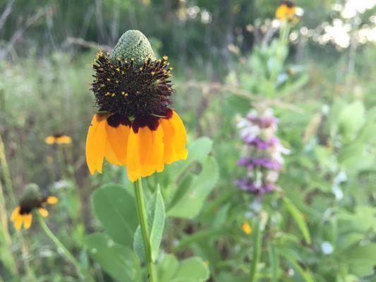 Yellow Coneflower/Mexican Hat in front and Horsement/Beebalm in the back