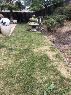 Before photo with weeds and dead grass