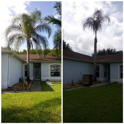 Palm Tree Trimming