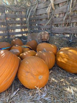 Find the pup in the patch of pumpkins