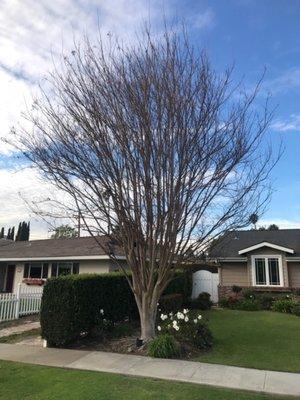 Before picture of a crepe myrtle in Santa Ana